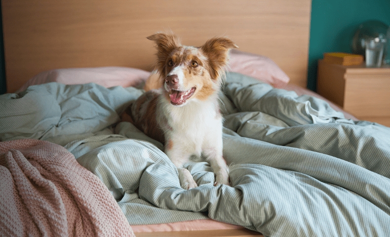 Η Κάρμα, το σκυλάκι από τη διαφήμιση της ΙΚΕΑ, θέλει τη βοήθειά σας